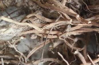 野棉花根的功效与作用 野棉花根的禁忌与副作用