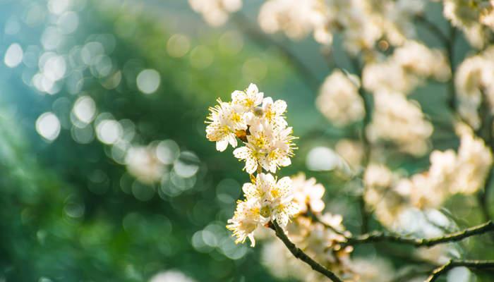 驿路梨花中梨花出现了几次有什么含义