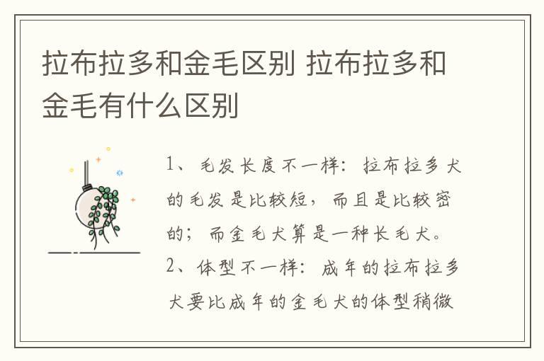 拉布拉多和金毛区别 拉布拉多和金毛有什么区别