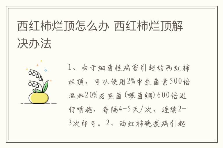 西红柿烂顶怎么办 西红柿烂顶解决办法