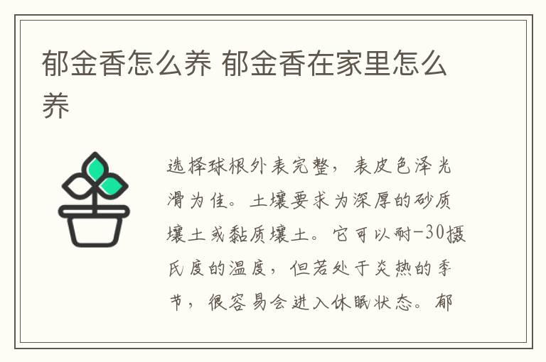 郁金香怎么养 郁金香在家里怎么养