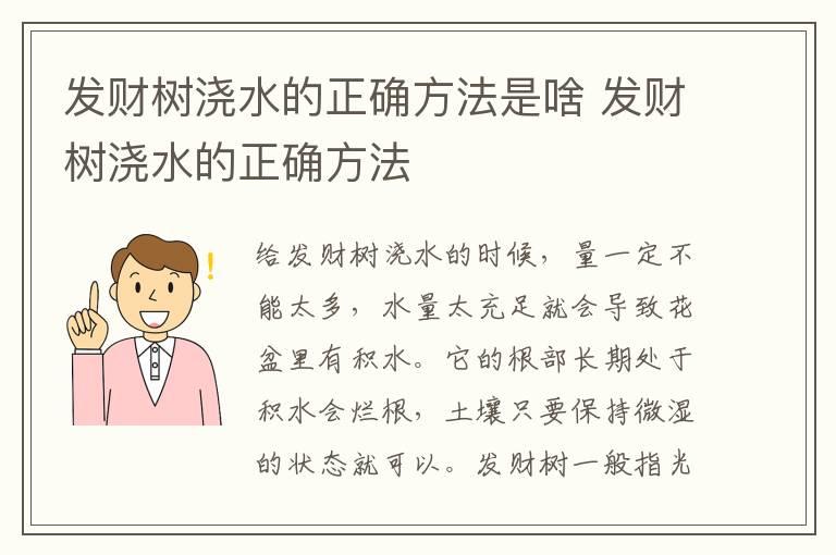 发财树浇水的正确方法是啥 发财树浇水的正确方法