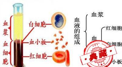 如何解读血常规化验单