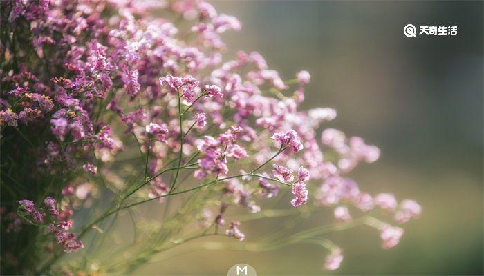 教师节应该送什么花