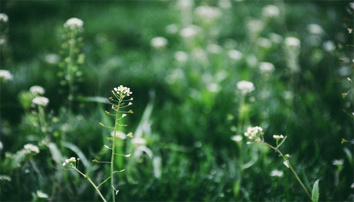 古柯主要种植在哪里