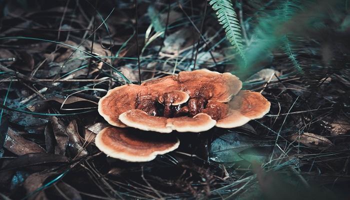 肉灵芝太岁的功效与作用