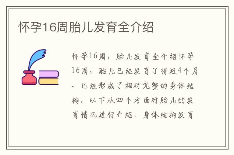 怀孕16周胎儿发育全介绍