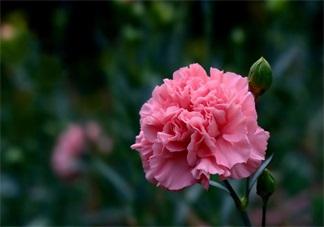 教师节送花只知道康乃馨怎么行 2017最适合送老师花推荐