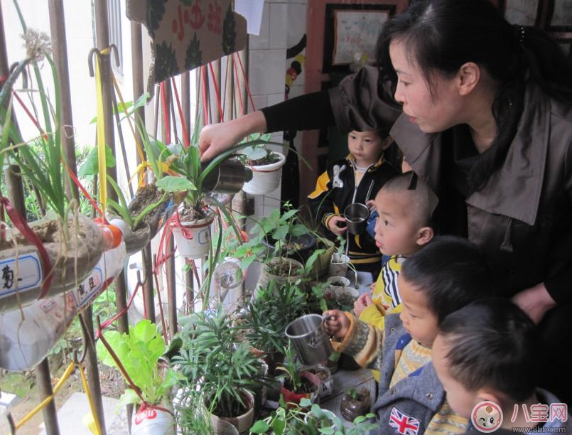 夏季带孩子养植物养什么植物好 和孩子养植物成长快